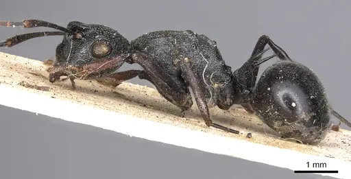 Polyrhachis derecyna specimen CASENT0901821 image casent0901821_4