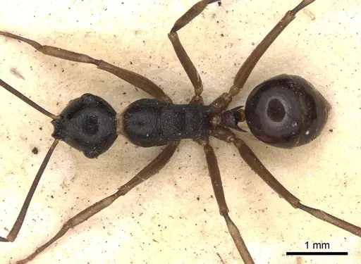 Polyrhachis derecyna specimen CASENT0901832 image casent0901832_1