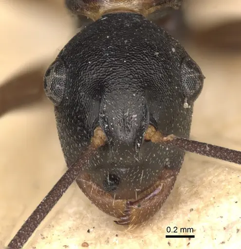 Polyrhachis derecyna specimen CASENT0901832 image casent0901832_2
