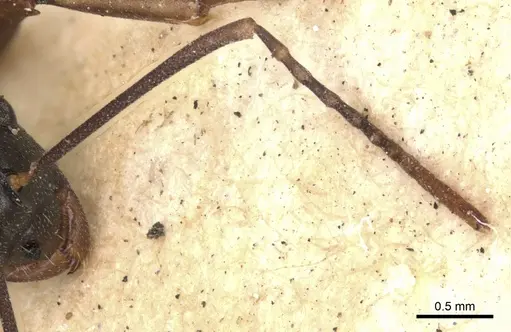 Polyrhachis derecyna specimen CASENT0901832 image casent0901832_3