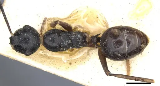 Polyrhachis derecyna specimen CASENT0903309 image casent0903309_1