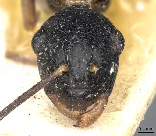 Polyrhachis derecyna specimen CASENT0903309 image casent0903309_2