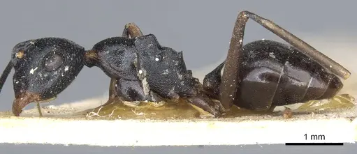 Polyrhachis derecyna specimen CASENT0903309 image casent0903309_3