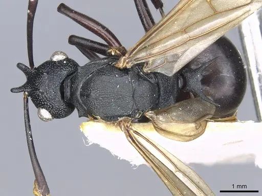 Polyrhachis derecyna specimen CASENT0903312 image casent0903312_1
