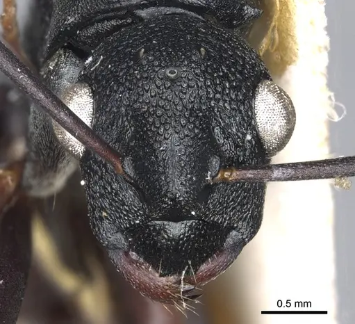 Polyrhachis derecyna specimen CASENT0903312 image casent0903312_2