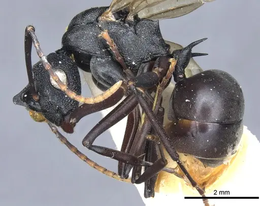 Polyrhachis derecyna specimen CASENT0903312 image casent0903312_3