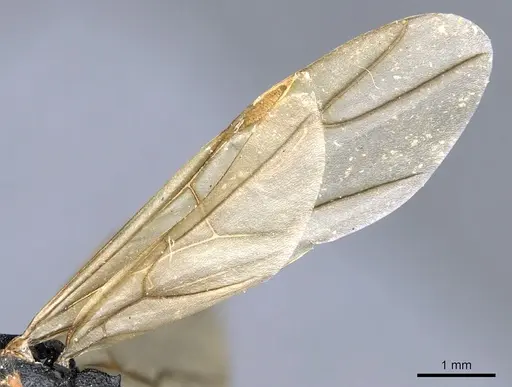 Polyrhachis derecyna specimen CASENT0903312 image casent0903312_4