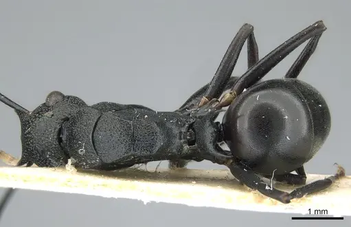 Polyrhachis derecyna specimen CASENT0906576 image casent0906576_1