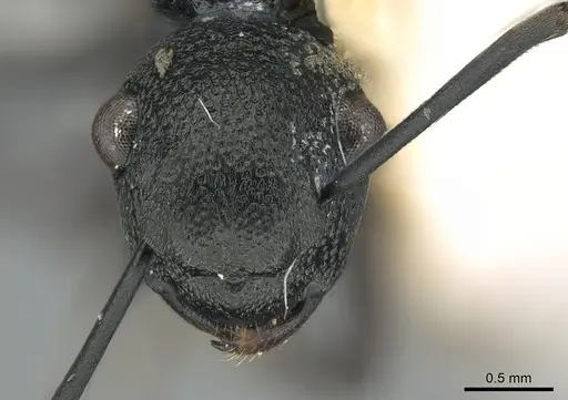 Polyrhachis derecyna specimen CASENT0906576 image casent0906576_2