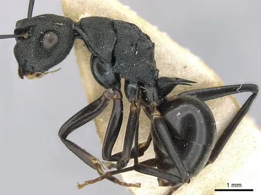 Polyrhachis derecyna specimen CASENT0906576 image casent0906576_3