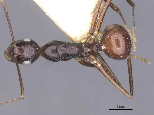 Polyrhachis derecyna specimen CASENT0912148 image casent0912148_1