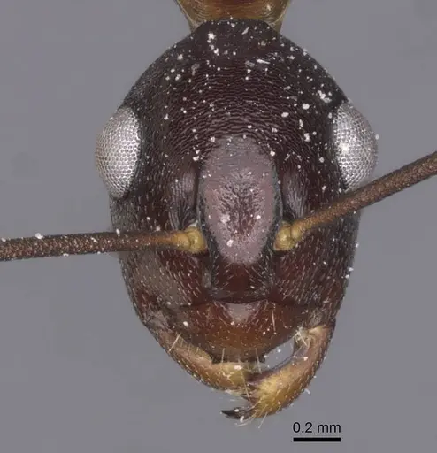 Polyrhachis derecyna specimen CASENT0912148 image casent0912148_2