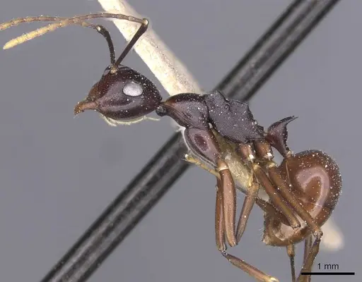 Polyrhachis derecyna specimen CASENT0912148 image casent0912148_3