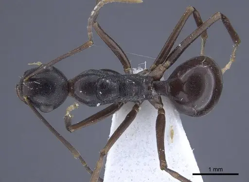 Polyrhachis derecyna specimen CASENT0916751 image casent0916751_1
