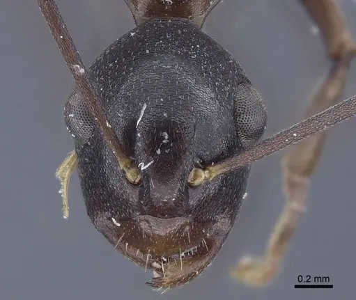 Polyrhachis derecyna specimen CASENT0916751 image casent0916751_2