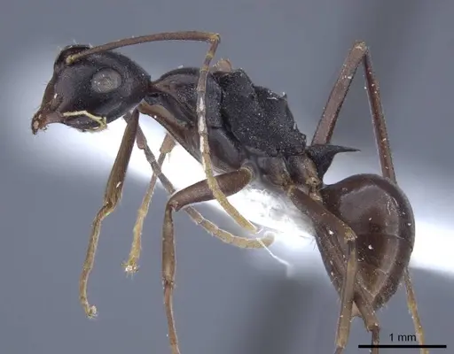 Polyrhachis derecyna specimen CASENT0916751 image casent0916751_3