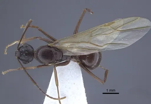 Polyrhachis derecyna specimen CASENT0916752 image casent0916752_1