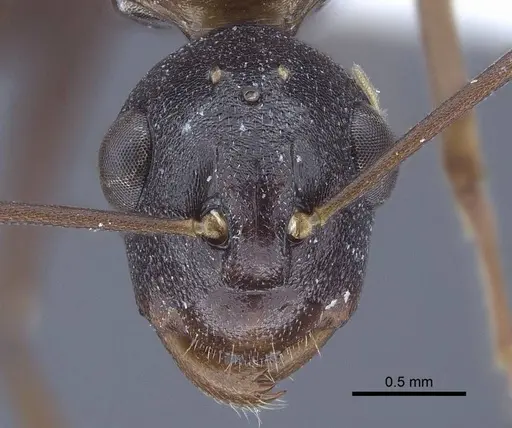 Polyrhachis derecyna specimen CASENT0916752 image casent0916752_2