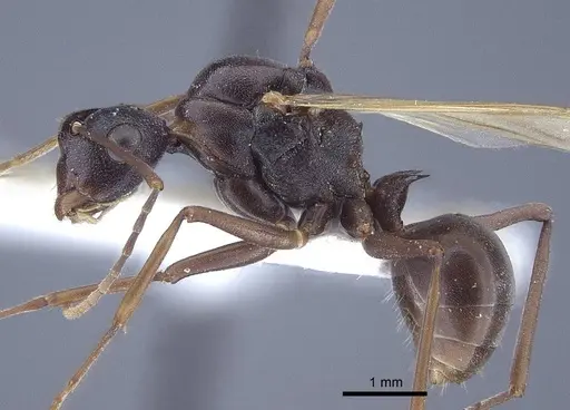 Polyrhachis derecyna specimen CASENT0916752 image casent0916752_3