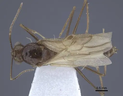 Polyrhachis derecyna specimen CASENT0916753 image casent0916753_1
