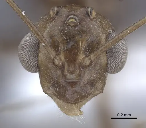 Polyrhachis derecyna specimen CASENT0916753 image casent0916753_2