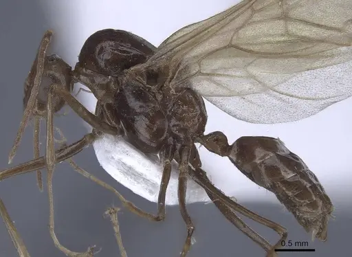Polyrhachis derecyna specimen CASENT0916753 image casent0916753_3