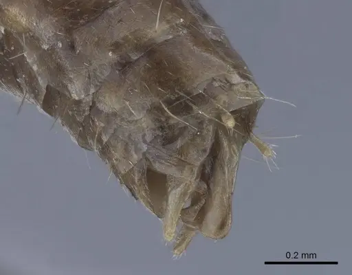 Polyrhachis derecyna specimen CASENT0916753 image casent0916753_4