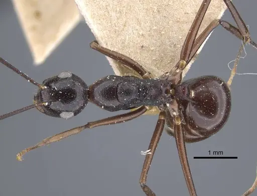 Polyrhachis derecyna specimen CASENT0917174 image casent0917174_1