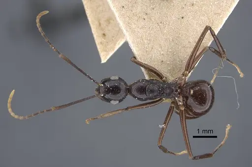 Polyrhachis derecyna specimen CASENT0917174 image casent0917174_2