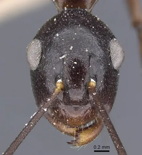 Polyrhachis derecyna specimen CASENT0917174 image casent0917174_3
