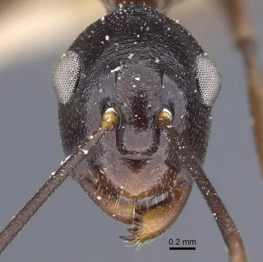 Polyrhachis derecyna specimen CASENT0917174 image casent0917174_4