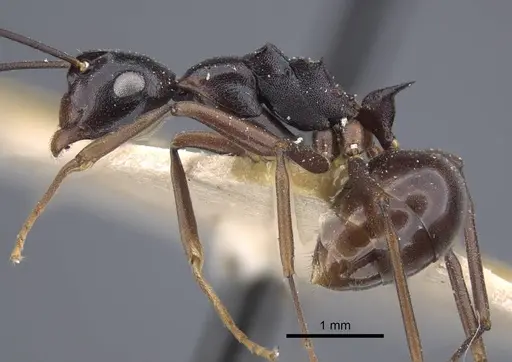 Polyrhachis derecyna specimen CASENT0917174 image casent0917174_5