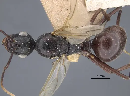 Polyrhachis derecyna specimen CASENT0917175 image casent0917175_1