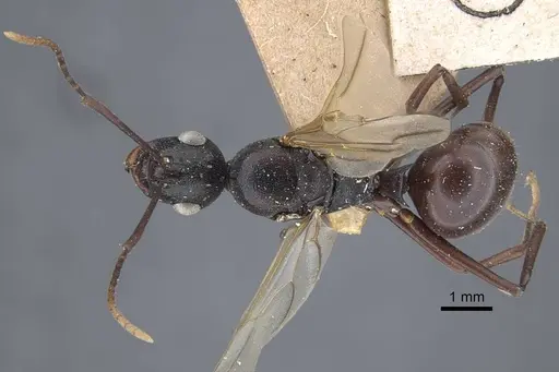 Polyrhachis derecyna specimen CASENT0917175 image casent0917175_2