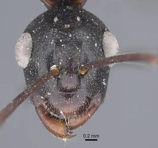 Polyrhachis derecyna specimen CASENT0917175 image casent0917175_3
