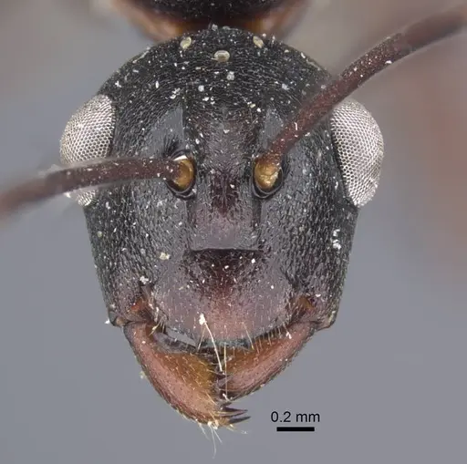 Polyrhachis derecyna specimen CASENT0917175 image casent0917175_4