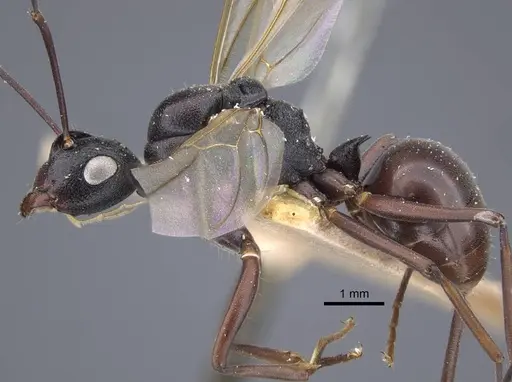 Polyrhachis derecyna specimen CASENT0917175 image casent0917175_5