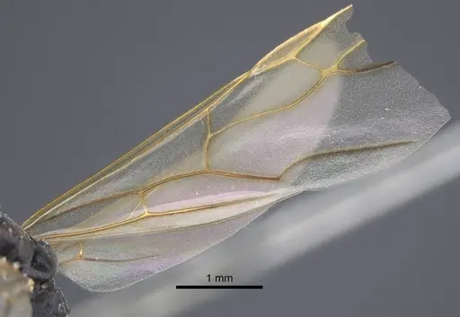 Polyrhachis derecyna specimen CASENT0917175 image casent0917175_6