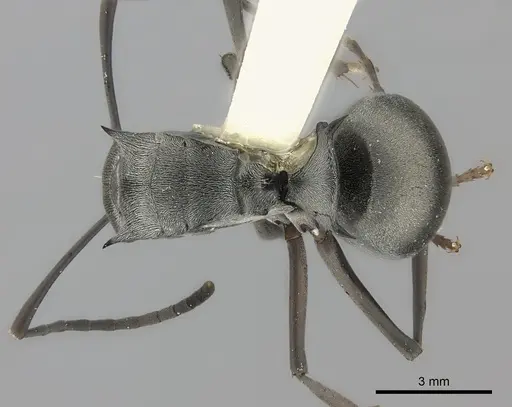 Polyrhachis diana specimen CASENT0217767 image casent0217767_1