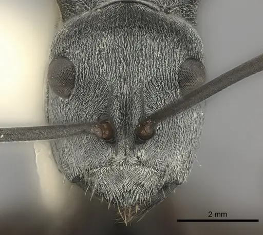 Polyrhachis diana specimen CASENT0217767 image casent0217767_2