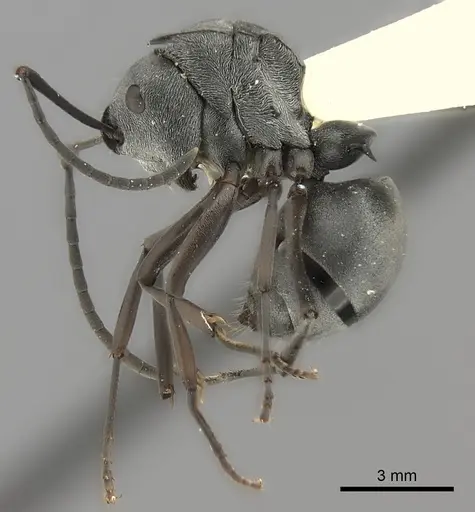 Polyrhachis diana specimen CASENT0217767 image casent0217767_3