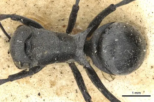 Polyrhachis diaphanta specimen CASENT0901866 image casent0901866_1