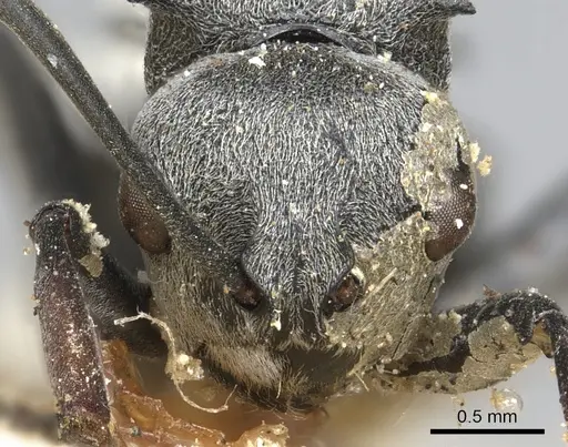 Polyrhachis diaphanta specimen CASENT0901866 image casent0901866_2