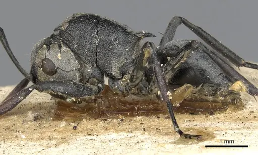 Polyrhachis diaphanta specimen CASENT0901866 image casent0901866_3