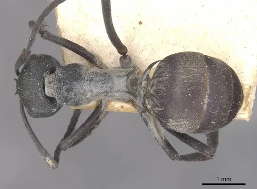 Polyrhachis diotima specimen CASENT0910883 image casent0910883_1
