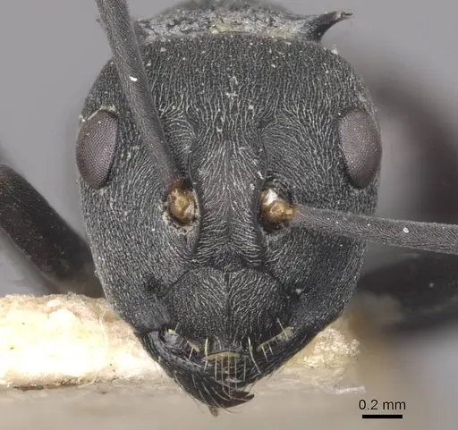 Polyrhachis diotima specimen CASENT0910883 image casent0910883_2