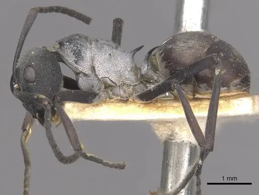 Polyrhachis diotima specimen CASENT0910883 image casent0910883_3