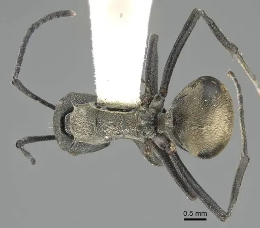 Polyrhachis diotima specimen CASENT0919853 image casent0919853_1