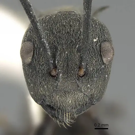 Polyrhachis diotima specimen CASENT0919853 image casent0919853_2