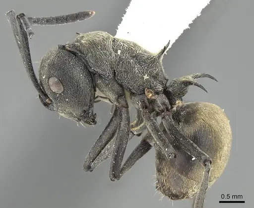 Polyrhachis diotima specimen CASENT0919853 image casent0919853_3